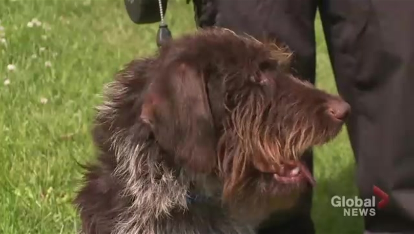 Three Legged Dog Needs Forever Home After Near Death Experience In Whitby Durham Globalnews Ca