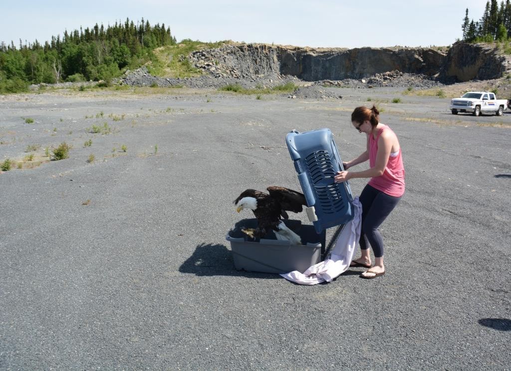 Slushie was released on June 19 in Lynn Lake.
