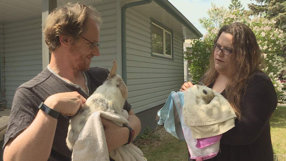 So far this spring Popcorns & Binkies Rescue has saved six rabbits. 