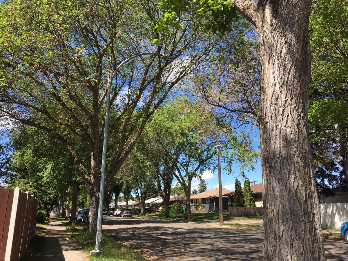 Elm trees as seen in the Ritchie neighbourhood of Edmonton.