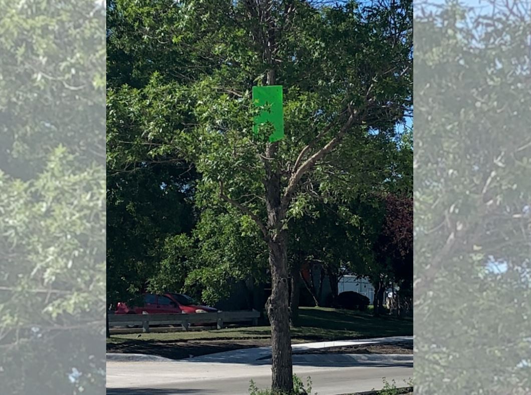 The city has set out green traps to catch the emerald ash borer beetle. 