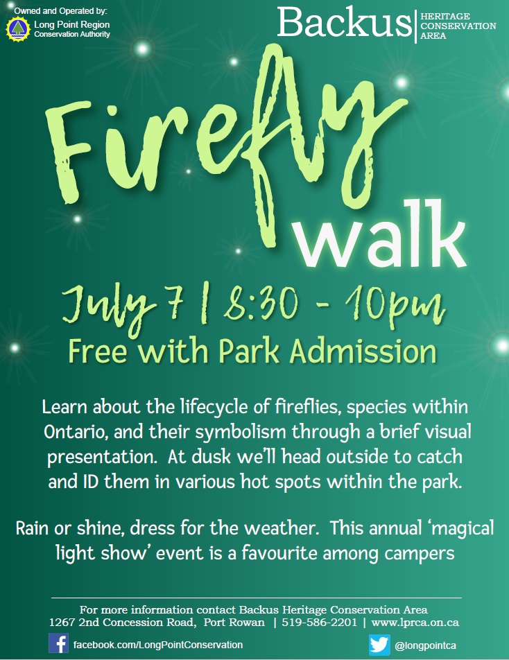 Firefly Walk - image