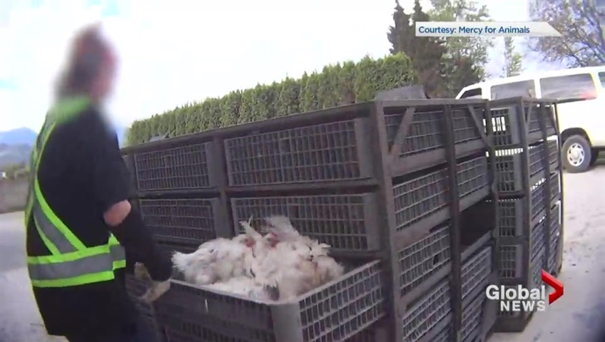 Video showing chickens left without food and water triggers BC SPCA animal cruelty probe - image