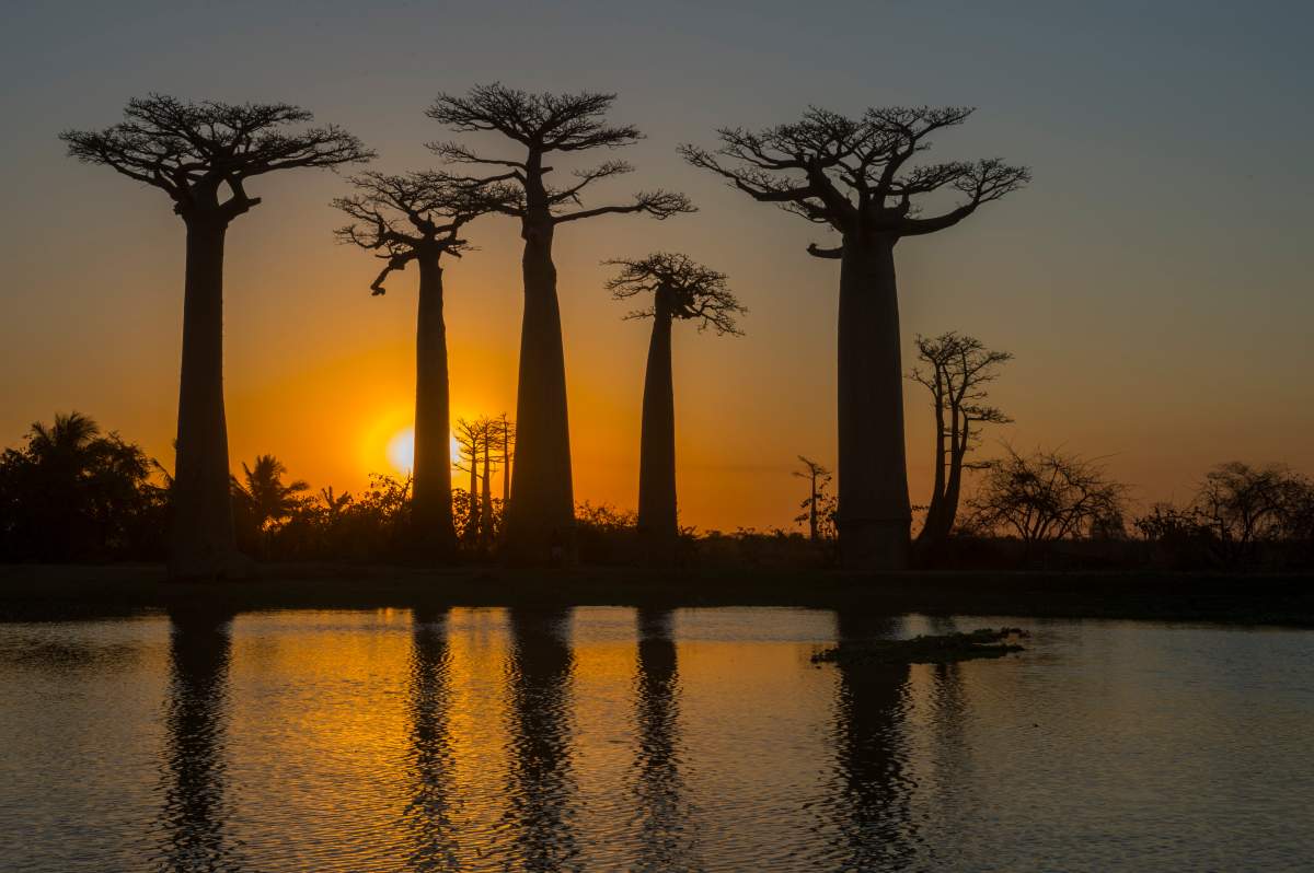Sunset at Baobab Alley with a pond in foreground near Morondava, Western Madagascar.