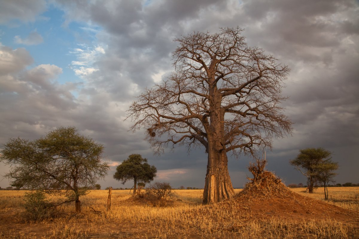 Baobab tree, adansonia digitata, in Tanzania. 
