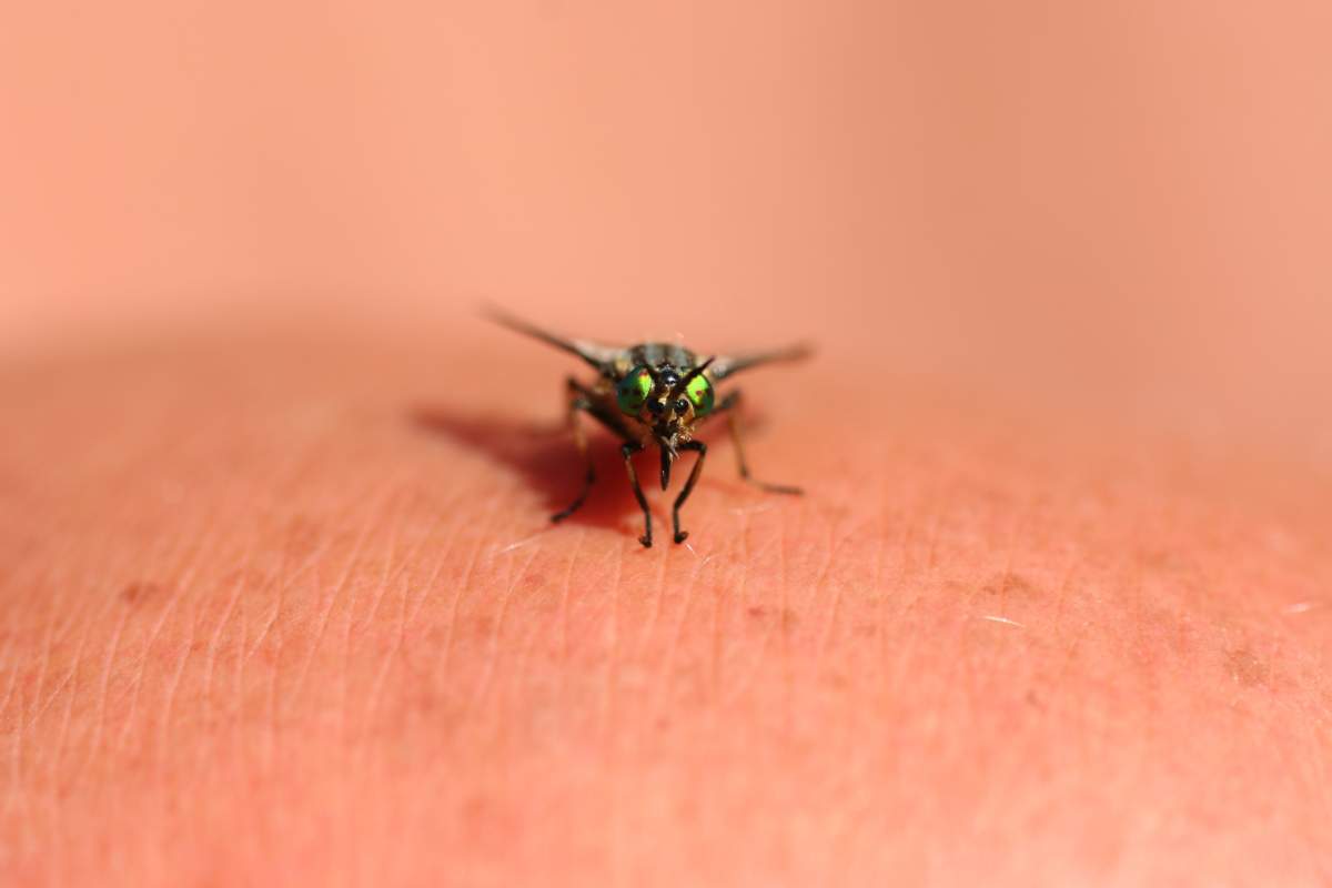 7 types of bug bites Canadians can expect this summer - image