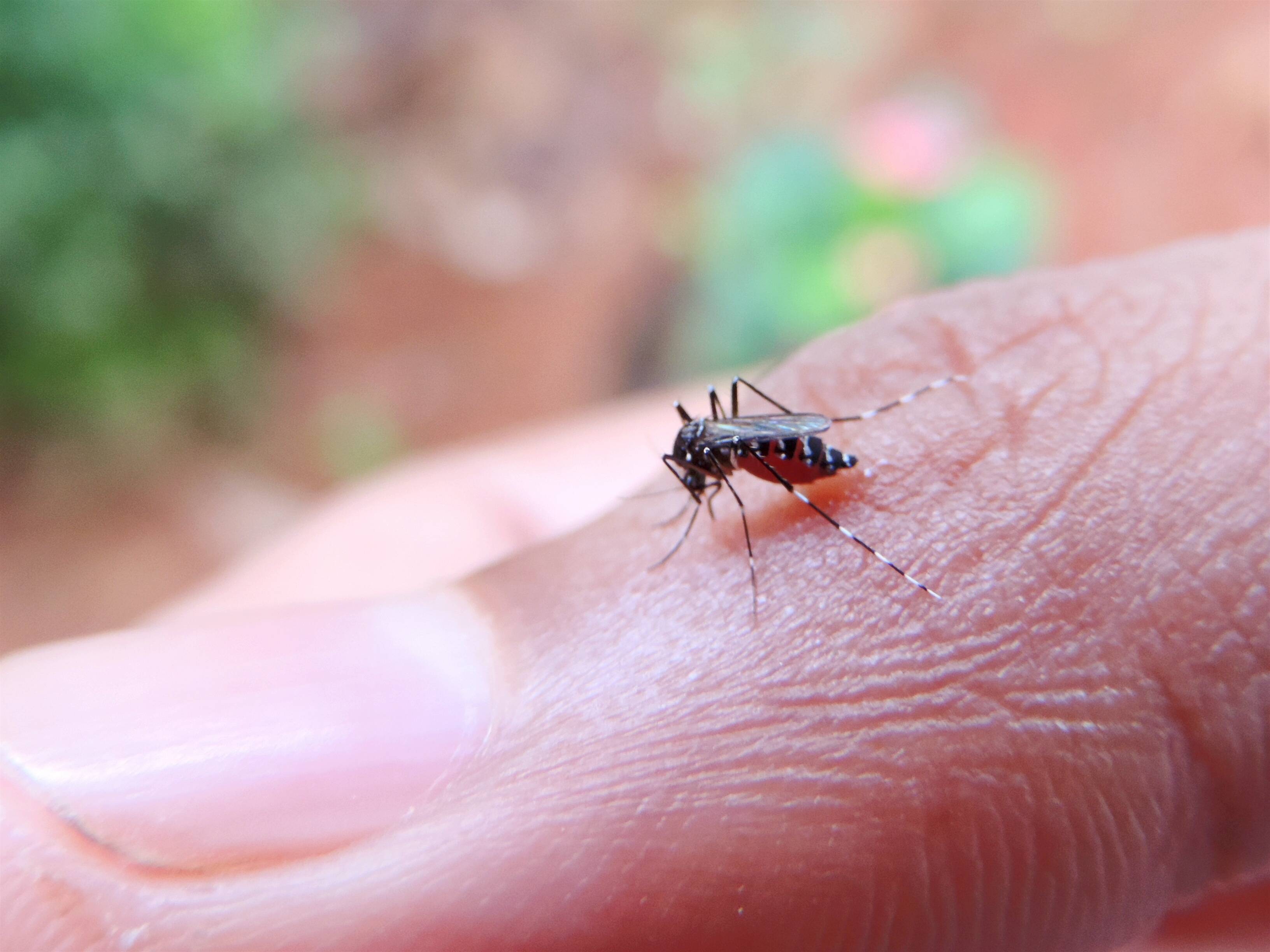 7 Types Of Bug Bites Canadians Can Expect This Summer National Globalnews Ca