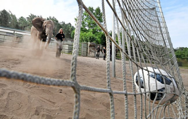 Nelly the elephant shoots a football into a goal meant to be the Mexican goal at the Serengeti-Park of Hodenhagen, northern Germany. 



on June 14, 2018 .