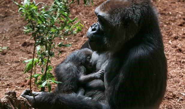 The Toronto Zoo has welcomed the birth of a new baby gorilla.