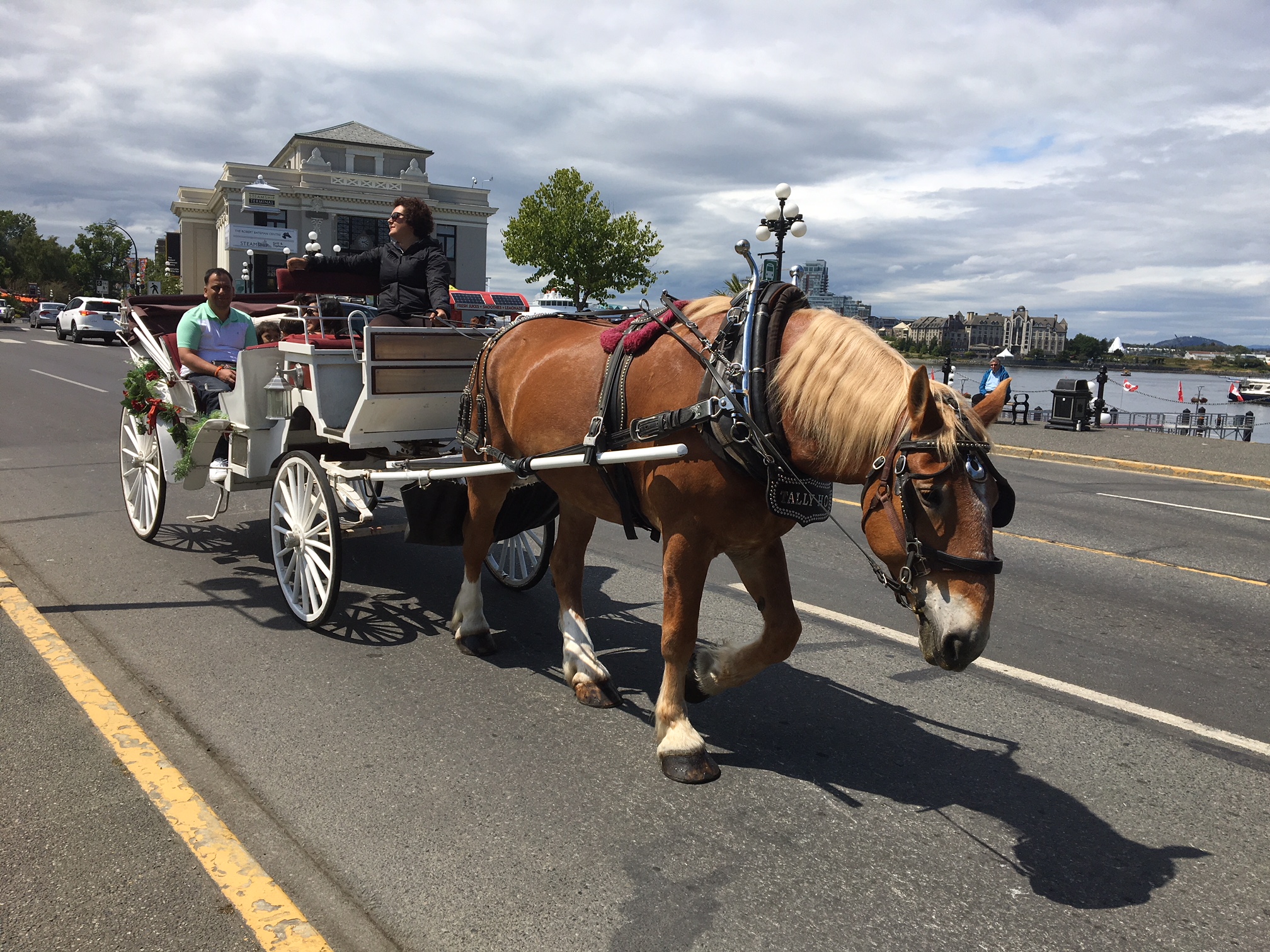 SPCA recommends banning horse carriages from Victoria streets