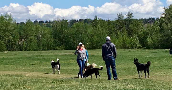 Up to 30 pop-up dog parks to be created across Edmonton as part of pilot project