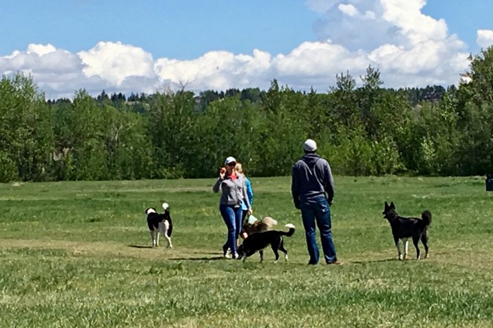 Up to 30 pop-up dog parks to be created across Edmonton as part of pilot project