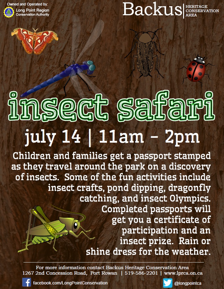 Insect Safari - image