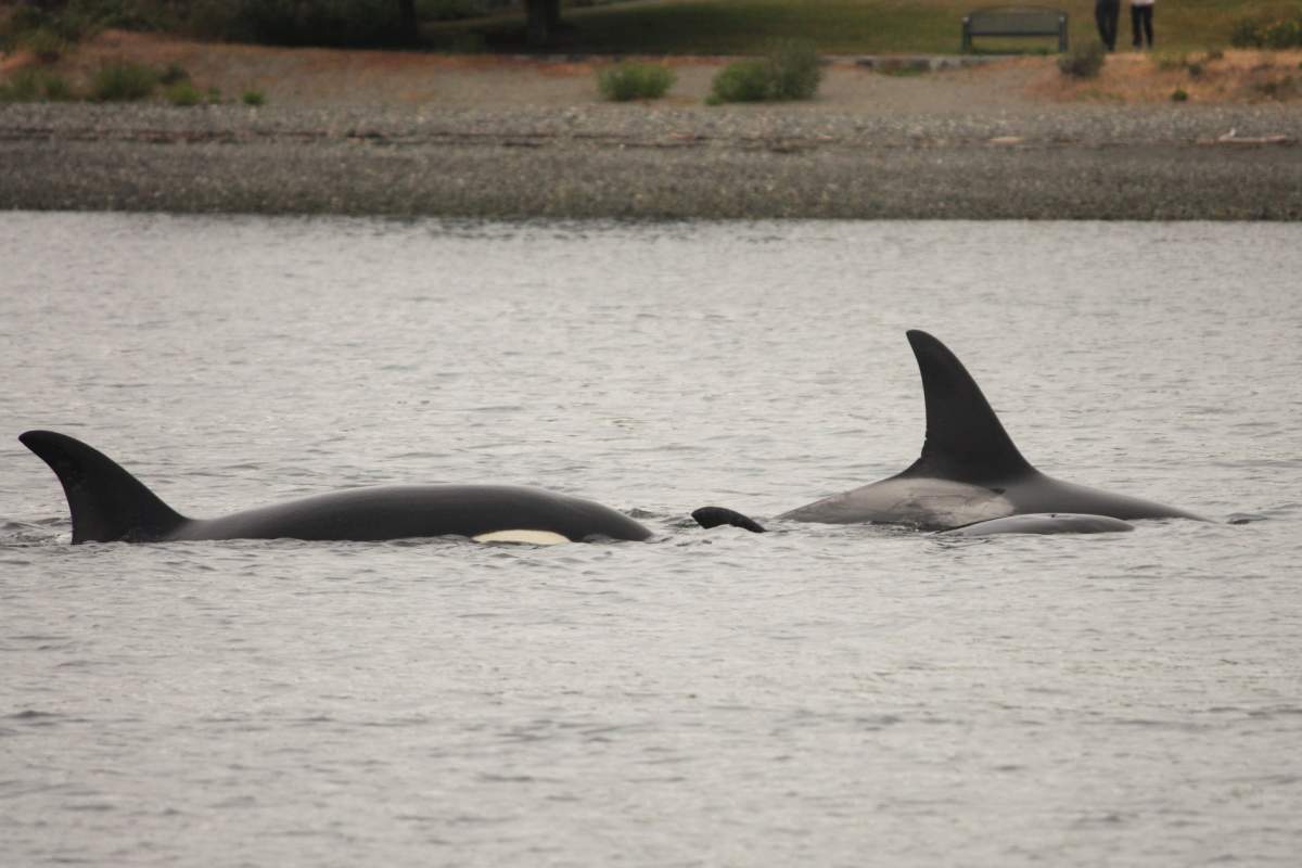 Two orca whales emerge from the water in Victoria’s Inner Harbour on June 6, 2018.