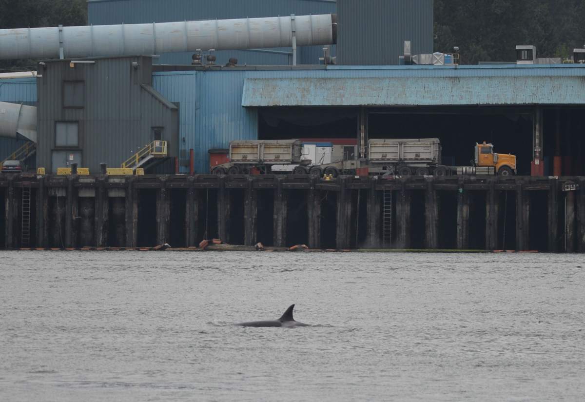 Killer whales in Vancouver’s Burrard Inlet on June 28, 2018.
