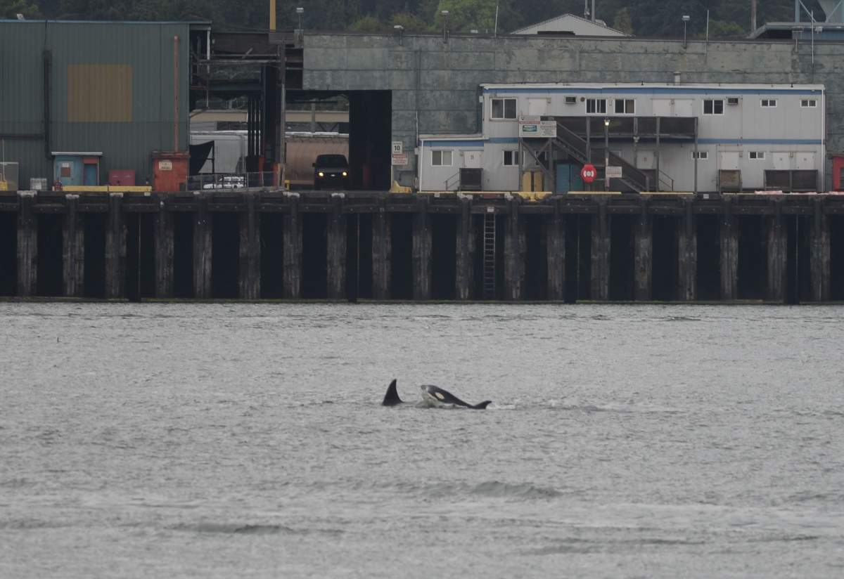 Killer whales in Vancouver’s Burrard Inlet on June 28, 2018.