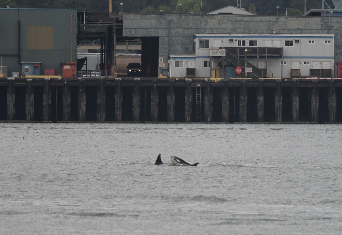 Killer whales swim into Burrard Inlet and catch SeaBus riders