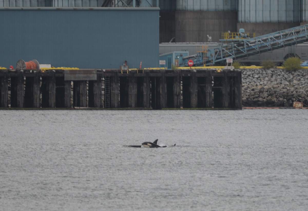Killer whales in Vancouver’s Burrard Inlet on June 28, 2018.