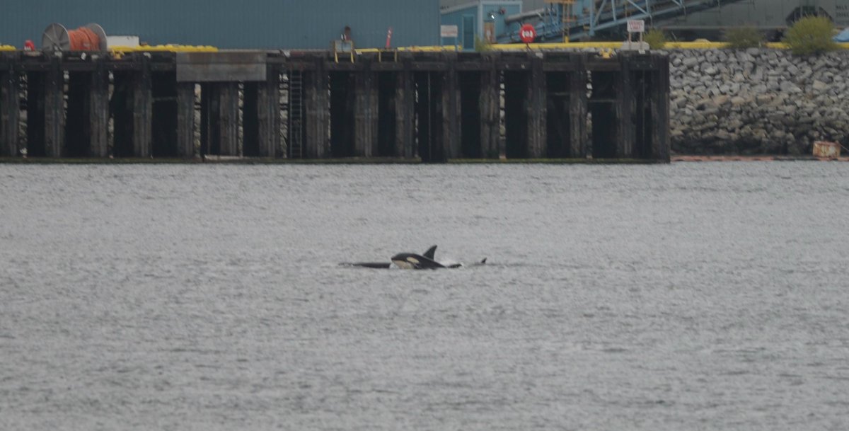 Killer whales spotted in Burrard Inlet on June 28, 2018.