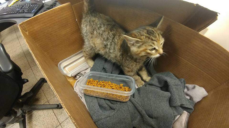 A kitten was found underneath a car engine after a man brought his rental car into a Kingston car dealership.