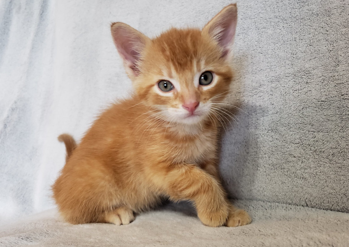 The kitten was then taken to a local veterinarian where it was revealed the kitten was only six to eight weeks old and had suffered multiple injuries as a result.