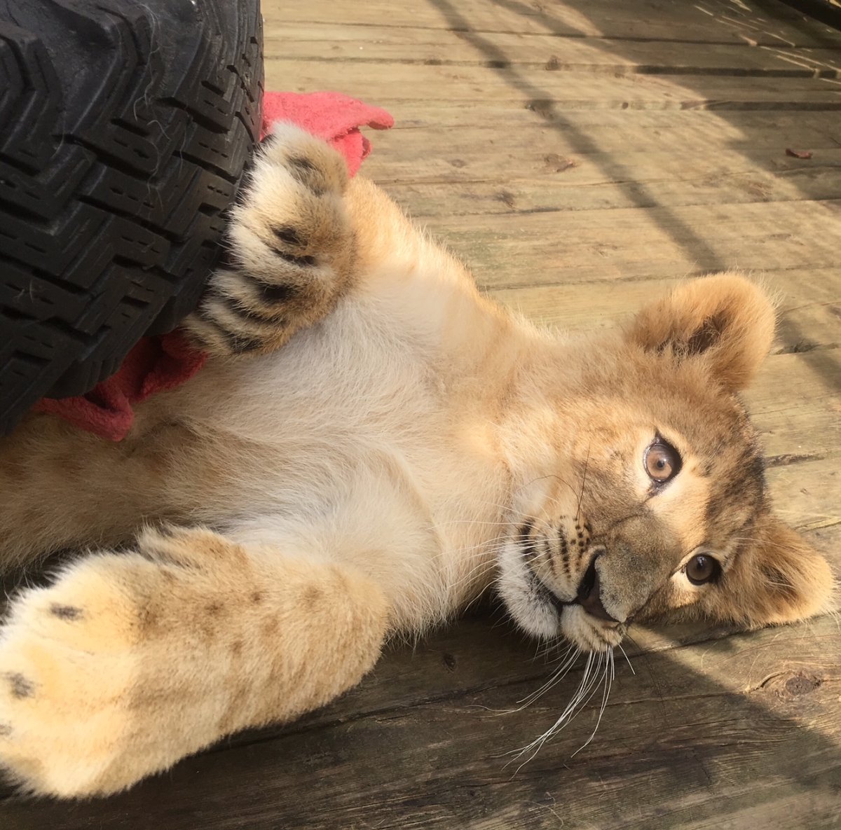Wellington County OPP says the 60 pound lion cub escaped her enclosure in Kenilworth, Ont. on Thursday morning.