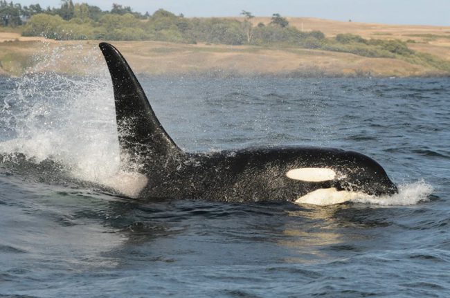 Undated photo of orca L92. 