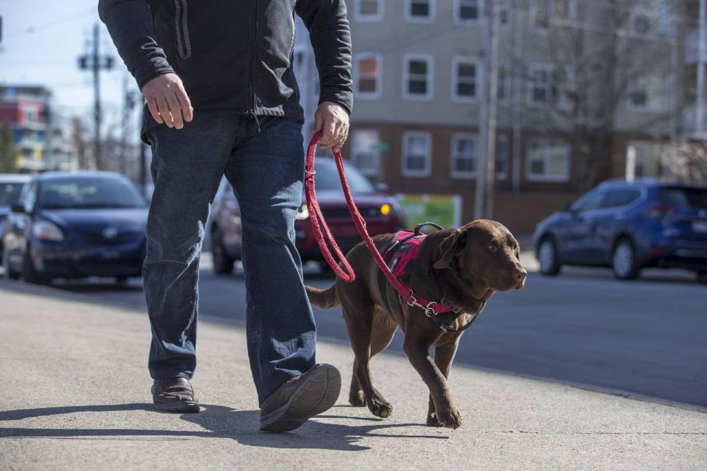 Maggie is a prescribed service dog who aids a former police officer living with PTSD and other physical injuries.