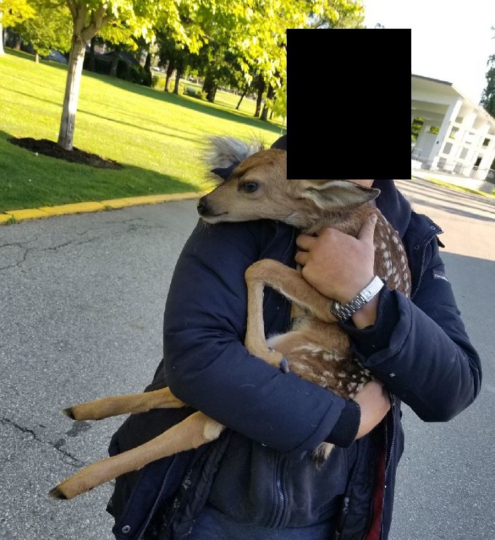 A man, whose face has been hidden, was charged with carrying this fawn through a park in Vernon.