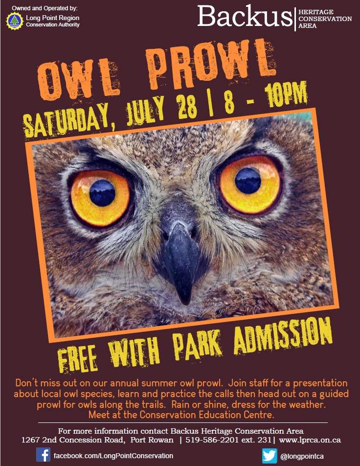 Owl Prowl - image