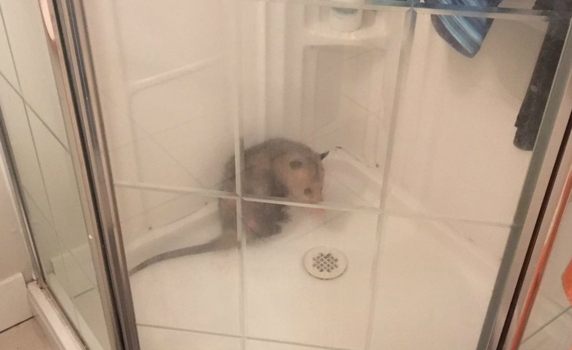 A possum in a shower that had to be removed by Delta Police.