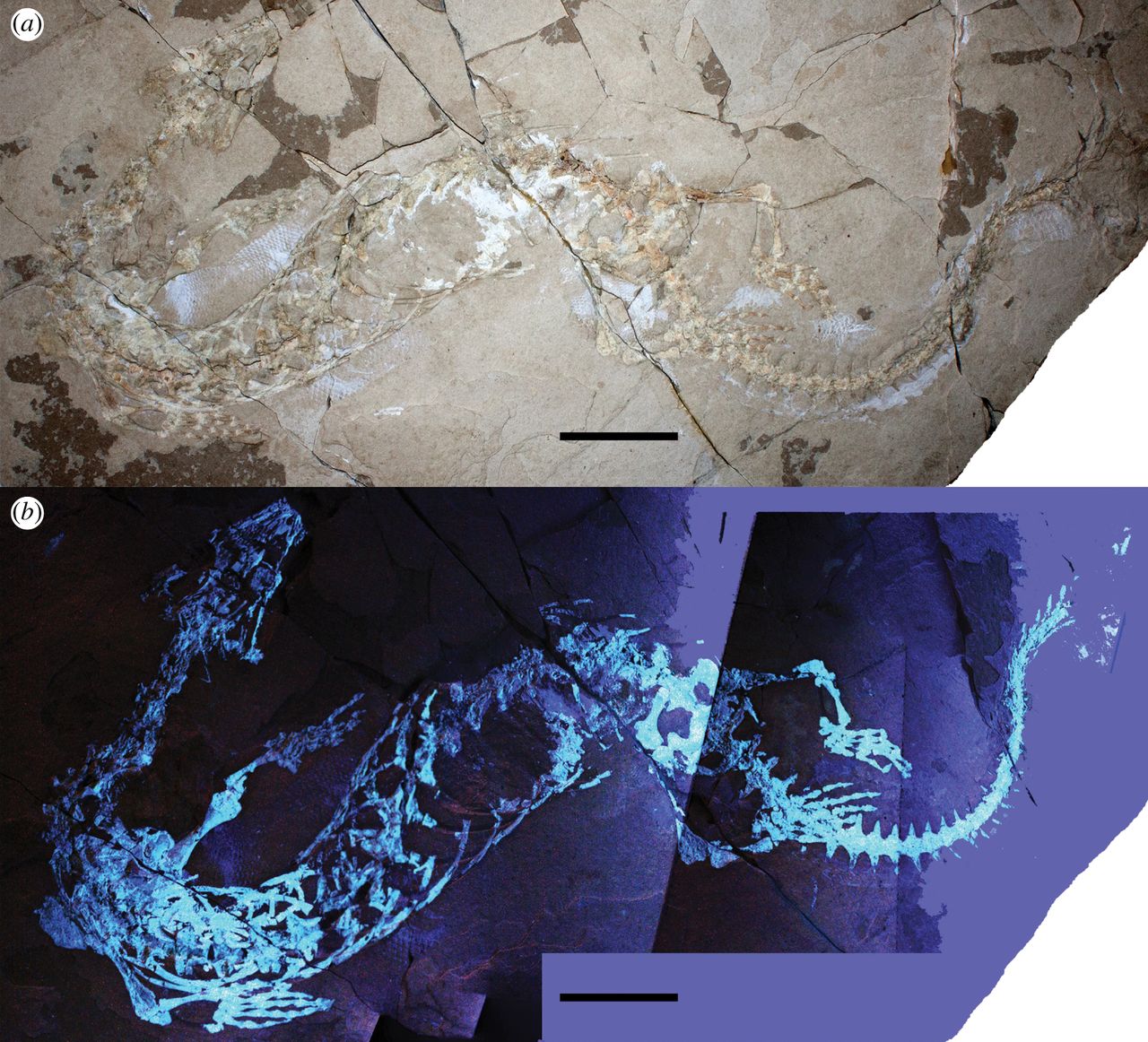 University of Alberta researchers uncover new fossil species in