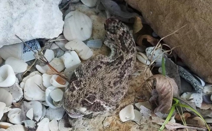 A Texas man needed more than two dozen doses of antivenom after a decapitated rattlesnake bit him.