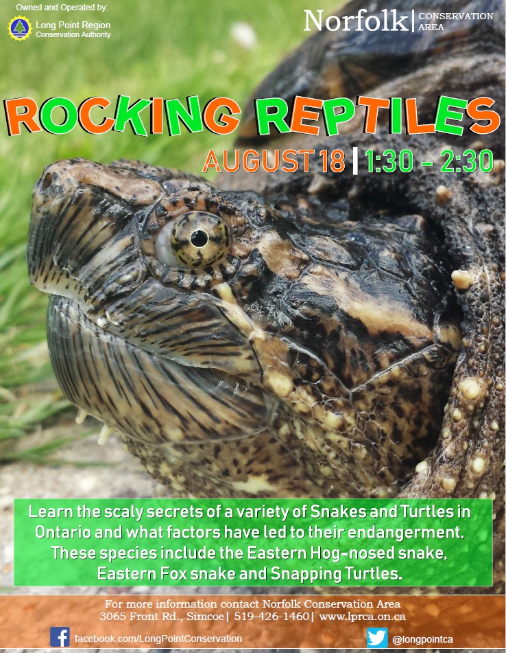 Rocking Reptiles - image