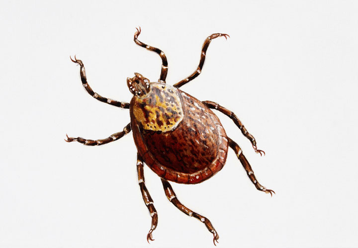 An illustration of a Rocky Mountain Wood Tick, which is associated with cases of tick paralysis in Canada.