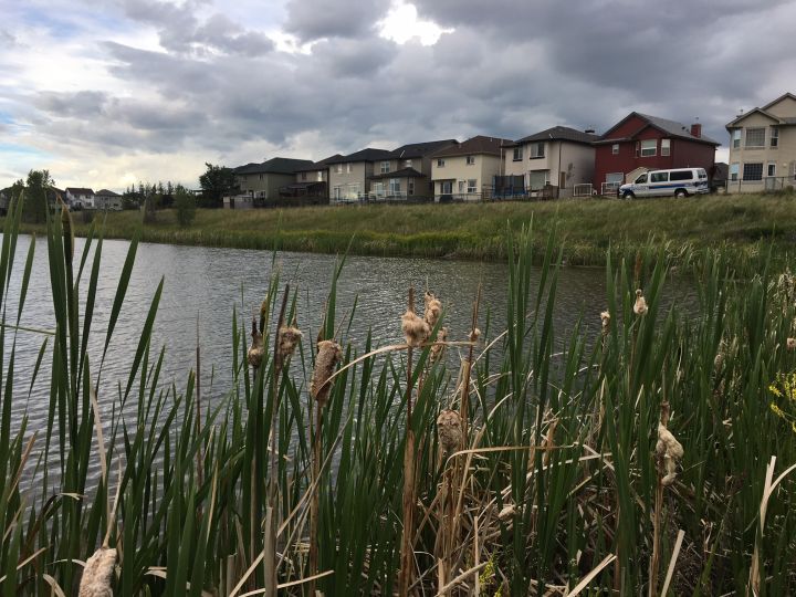 A young boy was rushed to hospital Friday evening after being pulled from a body of water in the northeast Calgary community of Saddletown.