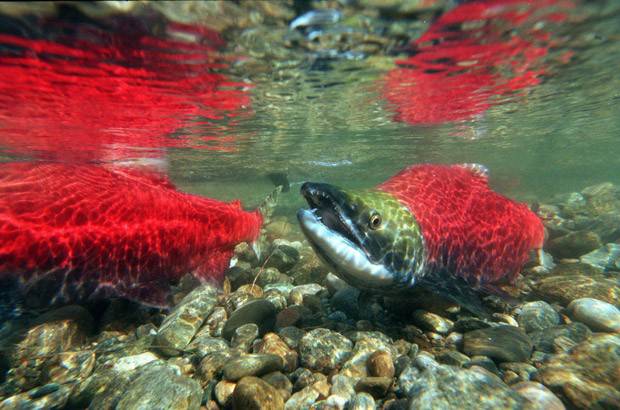 The B.C. government has introduced a new Wild Salmon Advisory Council. 