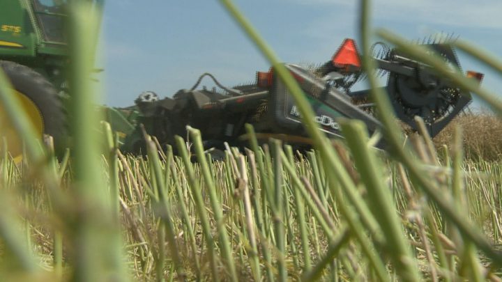 While most crops are at normal stages of development, the lack of rain is a concern in some areas of Saskatchewan.