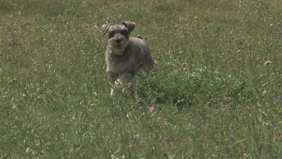 Field Scabious can attach itself to pets and people.