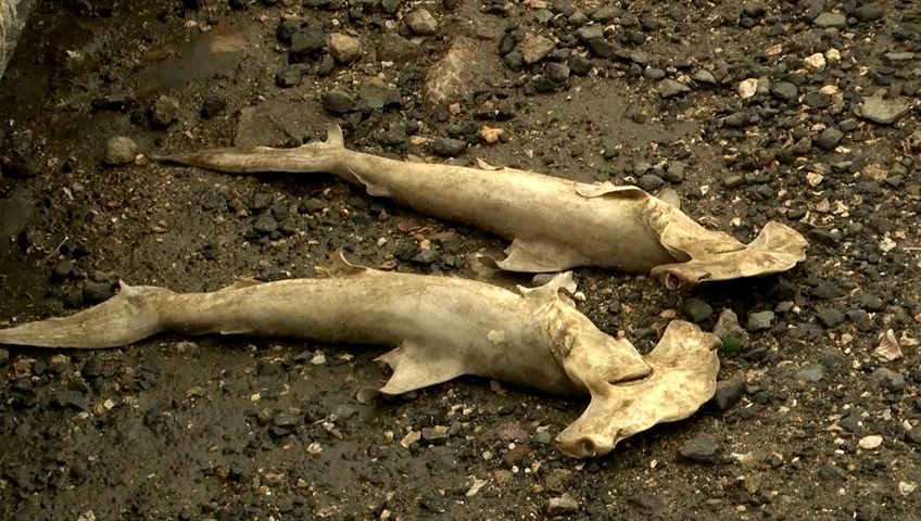 Investigation underway after dozens of dead hammerhead shark
