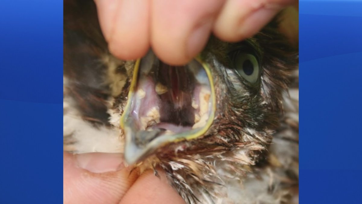 Bird infected with trichomonosis.