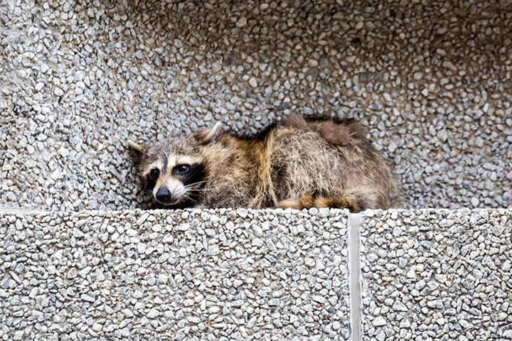 St. Paul Saints on X: On June 26, we will officially play as the St. Paul  Raccoons. First 1,500 fans receive raccoon masks (don't @ us about  bobbleheads they take 3 months