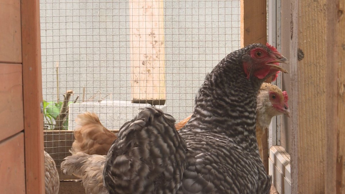 The Thorpes have a month to get rid of their backyard chickens. 