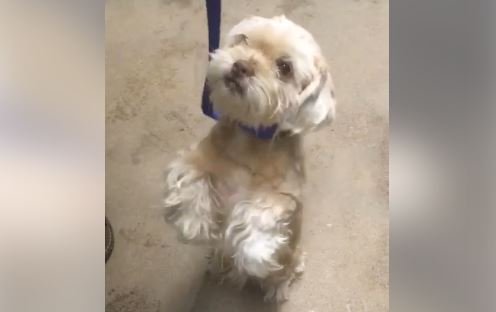 Toby is seen in a screenshot of a video posted on the TEAM Dog Rescue Facebook page.