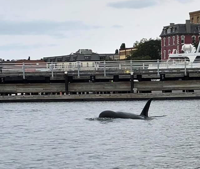 An orca whale shows off in Victoria’s inner harbour on June 7, 2018.