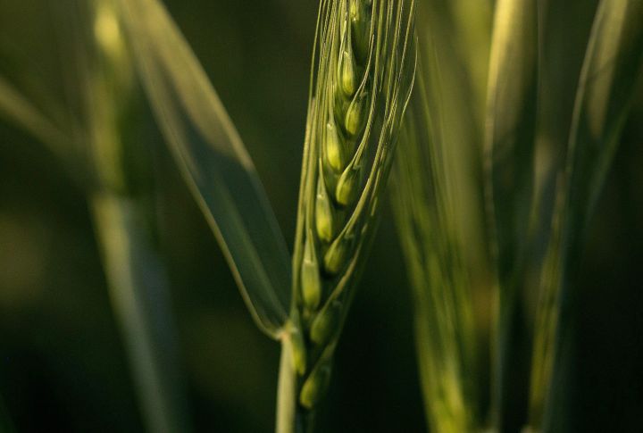 File photo of a stalk of winter wheat in Toulon, Kan. taken in May 2018. 