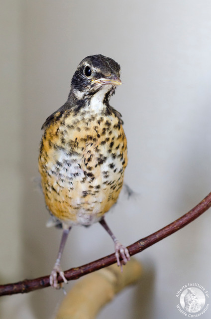 Several different species of birds have been dropped off at AIWC