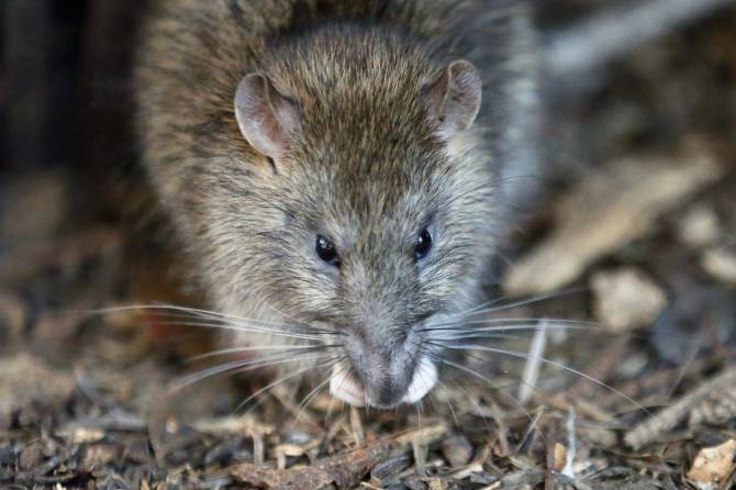 In April, Victoria was named the second "rattiest" city in B.C. by Orkin Canada.