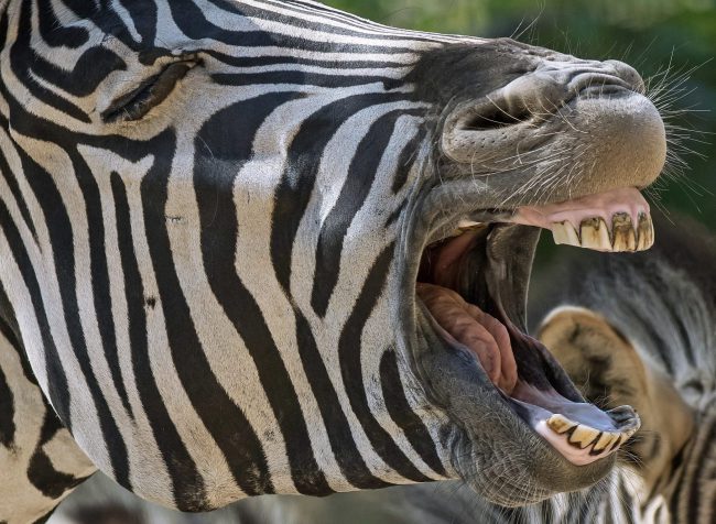 A zebra yawns at a zoo in Erfurt, Germany. 


