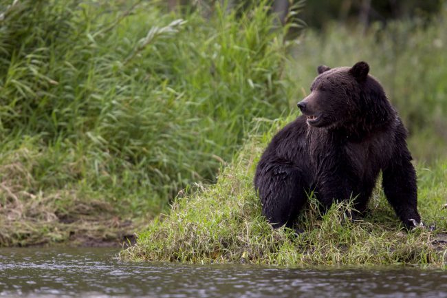 A grizzly bear is seen fishing along a river in Tweedsmuir Provincial Park near Bella Coola, B.C., Sept 10, 2010. 


